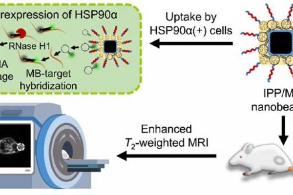 生命学院刘贻尧教授团队在Theranostics发表封面论文