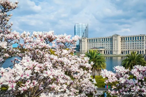 下载伟德软件并安装2024年高校专项计划招生简章