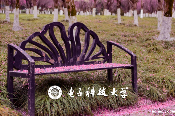 在成电校园 收集春天的味道